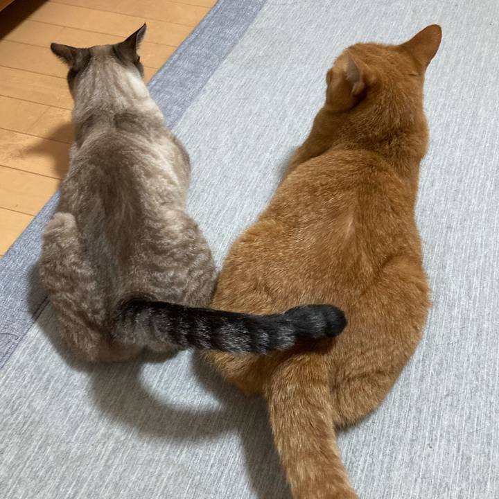 C3c96eab 3948 4e10 aa6b 4c1cbe086951 1759505455728