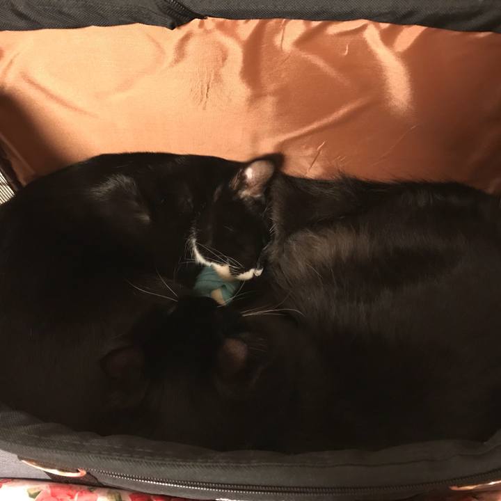 C3ca9814 67ef 487e 8b72 78440ac7a091 1517787342484