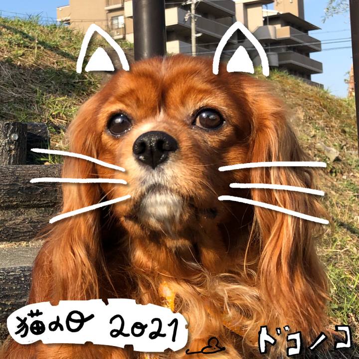 C3caa6f3 7536 4807 b905 7a84a4eecd8b 1613968255688