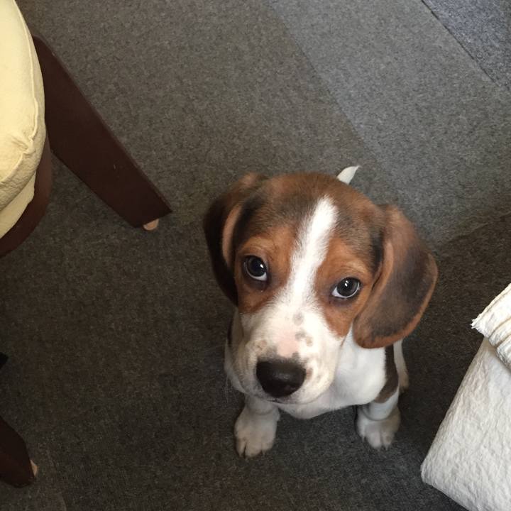 C3caf25e f68d 4e63 bb54 3f606f437744 1514183832499