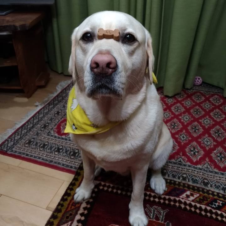 C3cdecea d9a1 40c4 ae27 c9371dbb7517 1584616271842