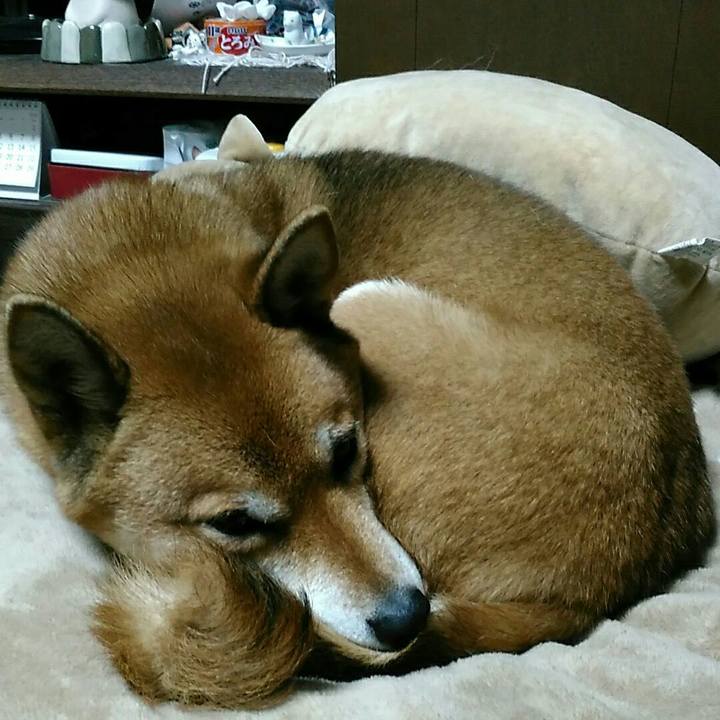 C3d1bb86 e780 4545 b4cb 1a0a3326a294 1544611328142