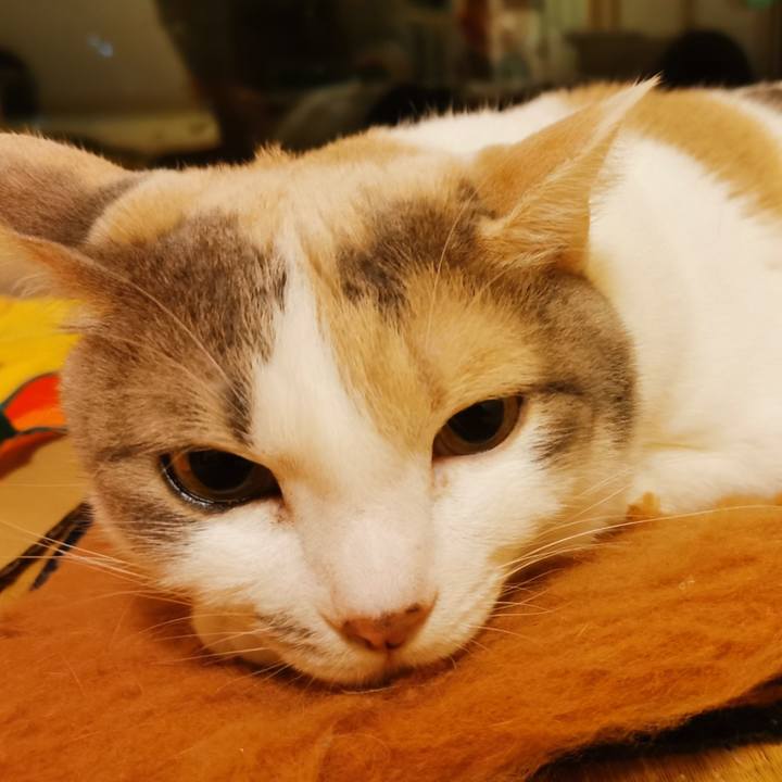 C3d2e6d5 d11f 4211 8b72 5d415f2e16fb 1635571366100