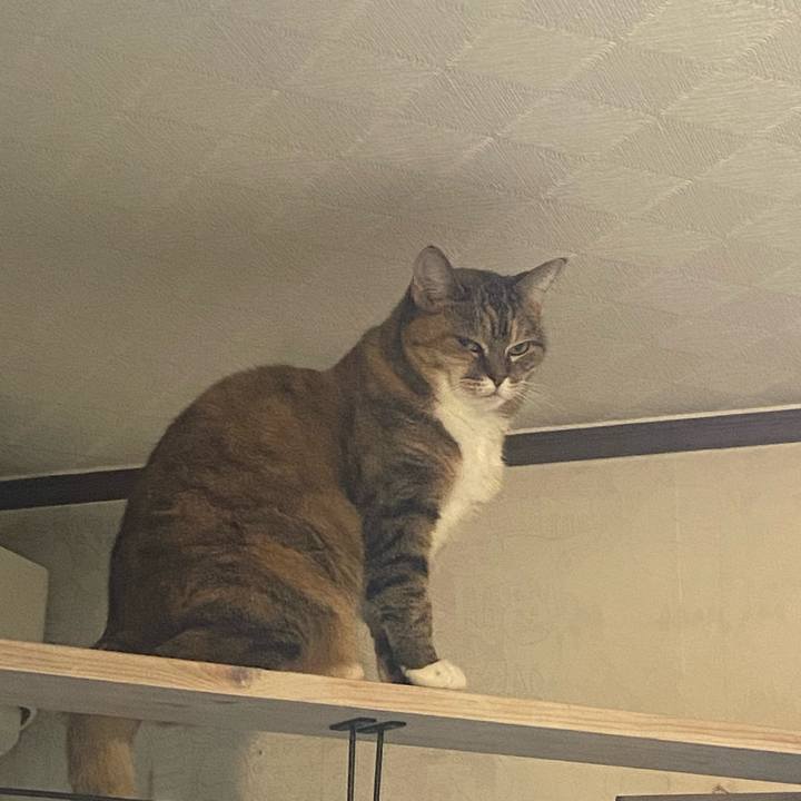 C3d2eadb 0aac 4684 88ba 299556c99b91 1730716137147