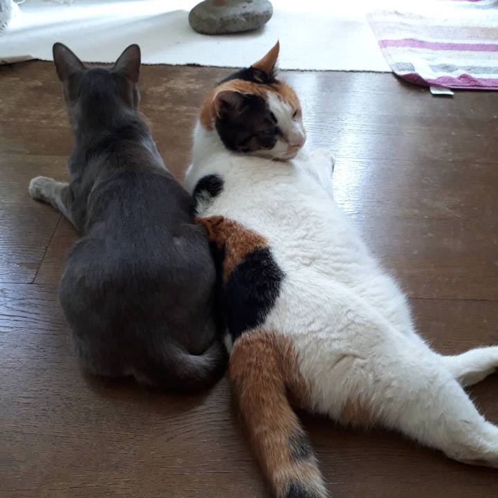 C3d88974 aab6 412a 9f46 c8a33d25f754 1535944246163