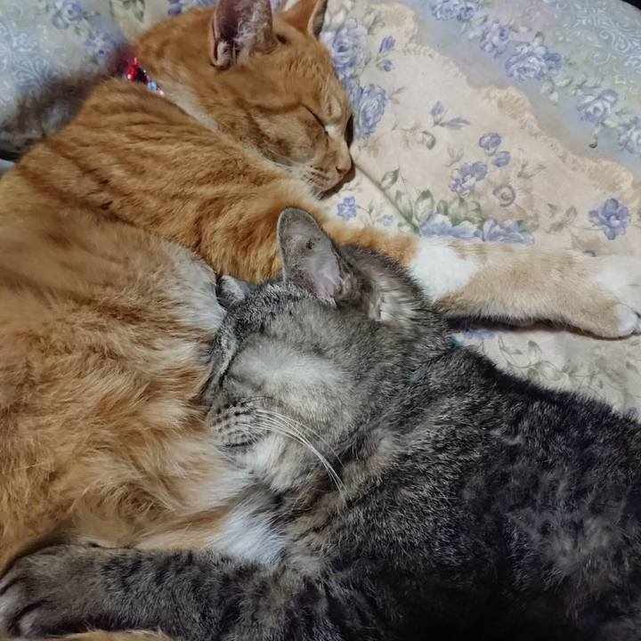 C3d898a6 5ecd 45fd a177 7d8ab7a7da8b 1576500777454