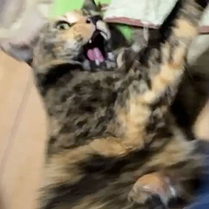 C3d9cfbd 5c57 435b 85f4 5340f831695c 1742499804001