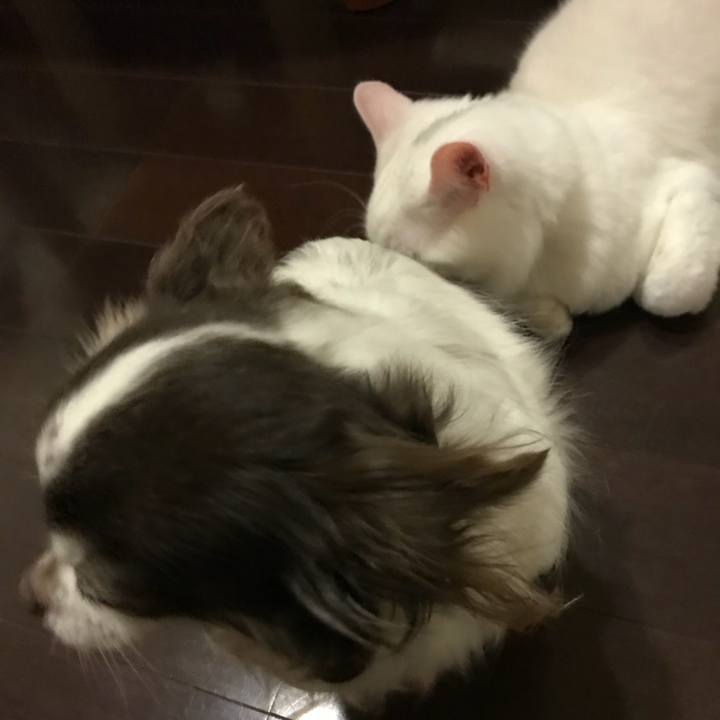 C3da1760 83ca 4ae0 b5a8 d3fdb9fd218a 1516708590332