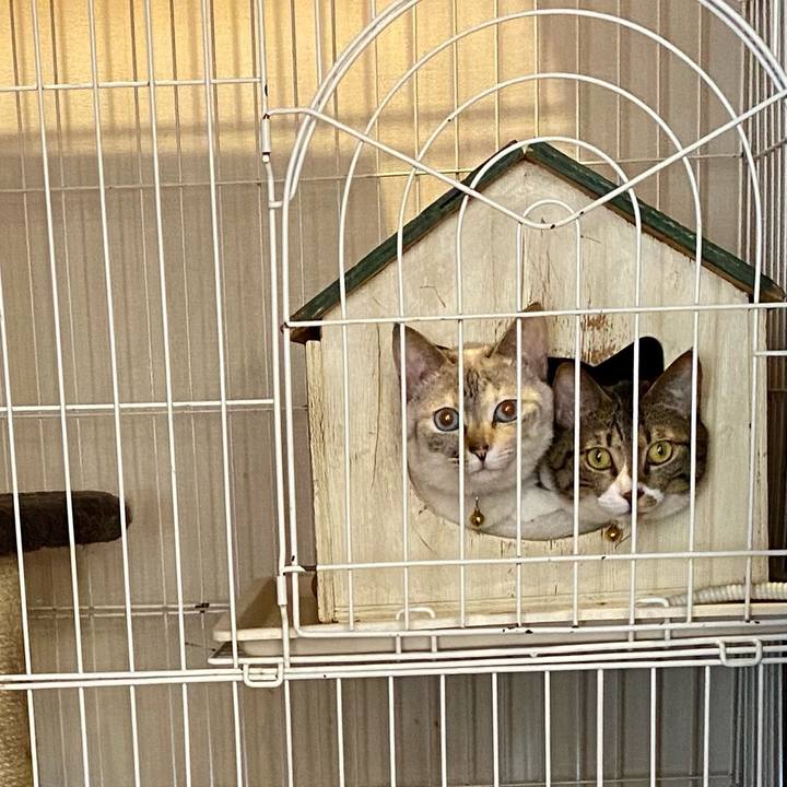 C3dc5432 4489 44ea 8f41 b5ccff26ed0f 1678587454304