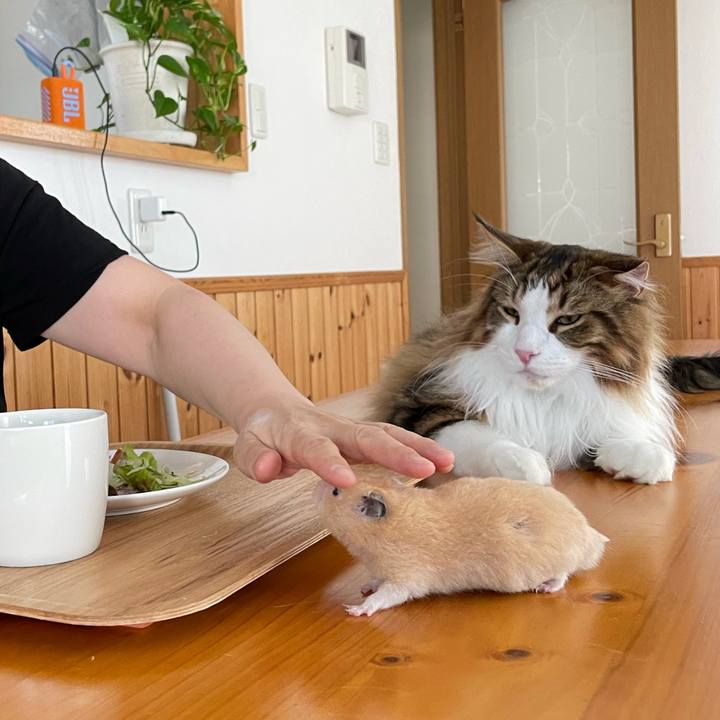 C3dc6194 8b78 45b9 af09 dffe8c19b94a 1655849196738