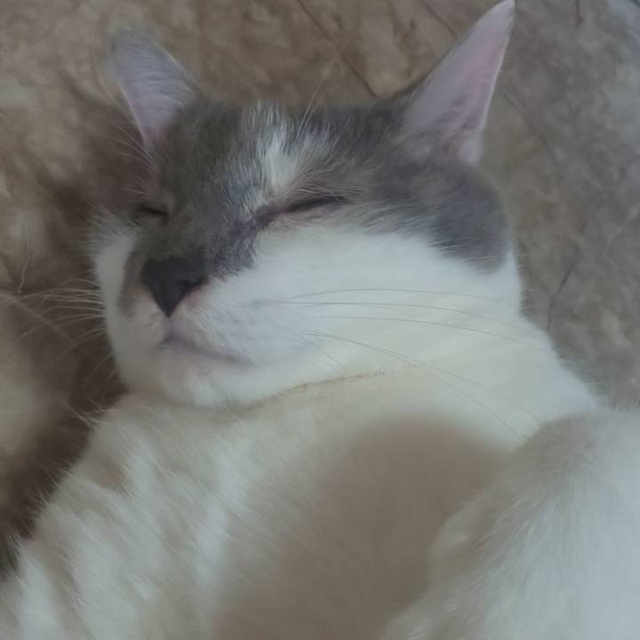 C3dcb21b 8a10 4e20 bc75 1c2ee46f088f 1690690344485