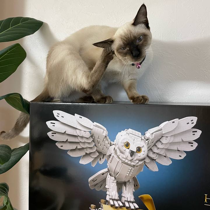 C3dd0b67 fc57 49f1 a1da 92fcacd4d745 1699126240462