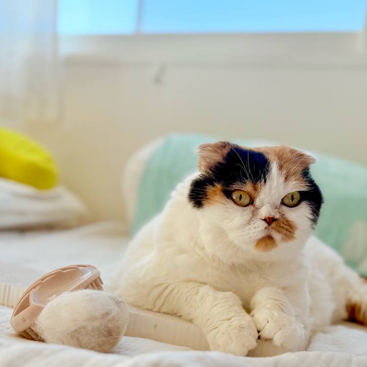 C3ded07f b4d1 40a6 8879 886955726855 1739582759527