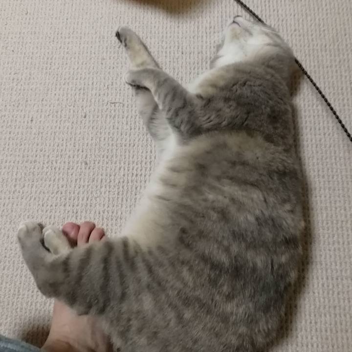 C3df73ad 579a 4244 a6f7 cebcf68dfe0a 1542199493054