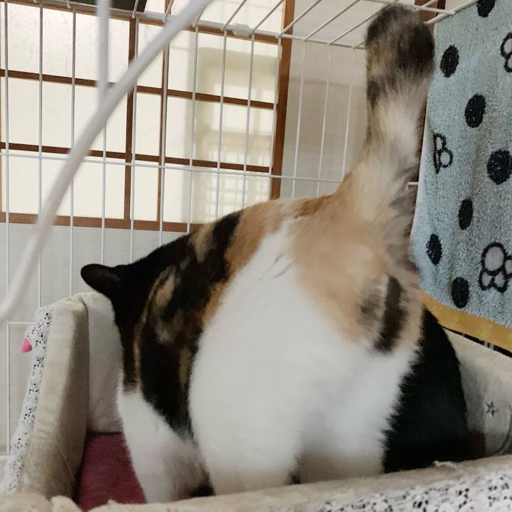 C3e5bd5c 7329 413a a67a c3833b0e50ee 1542599342017