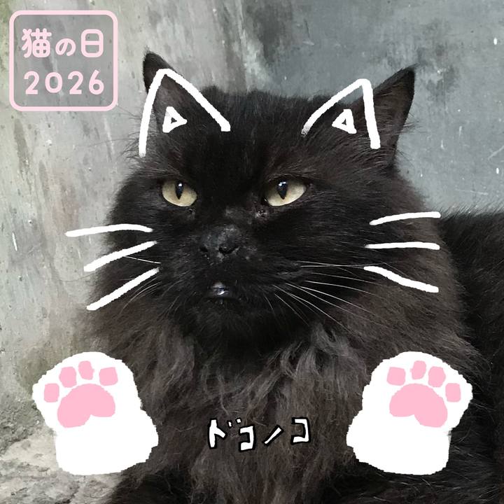 C3e83399 71de 48cc a113 52f4776065cc 1771717045833