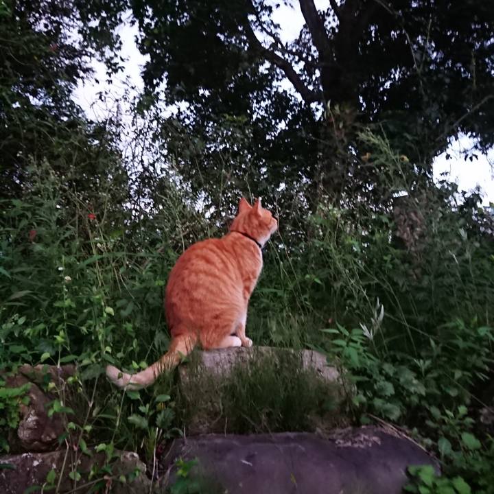 C3e885e1 4ee3 4ea0 86d4 aabd10bf51c9 1600075458582