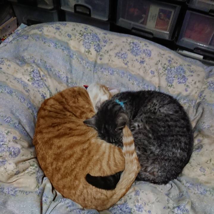 C3ea4d0e c3eb 4533 b2bb ece1460610ee 1576584236531