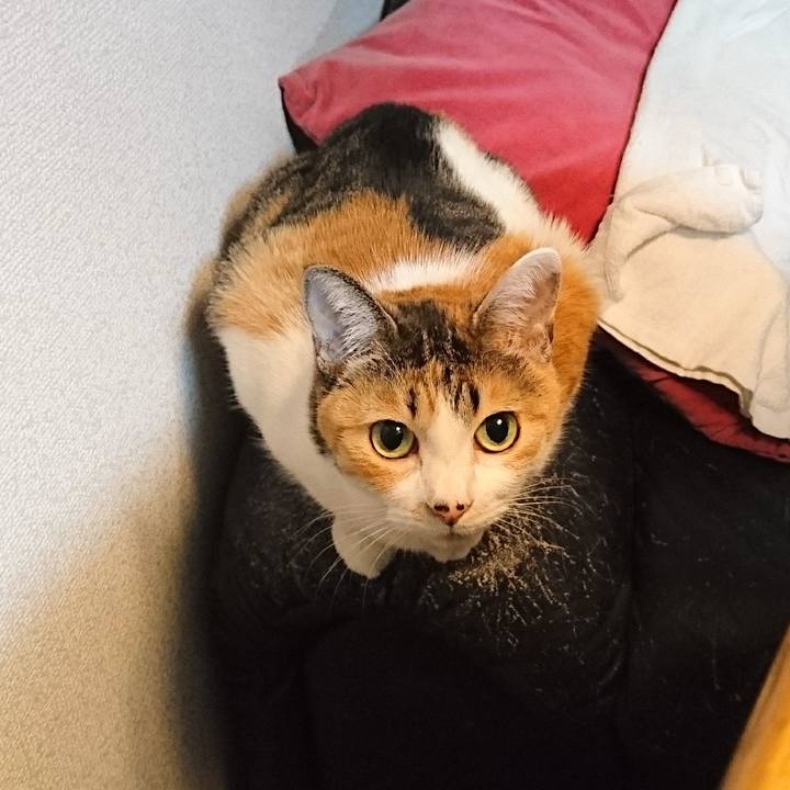 C3ea6d9f c138 42b5 a791 0b1e8e23ef52 1546681820881