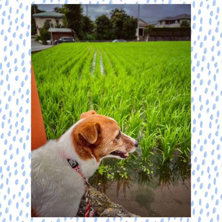 C3eb3a2e f0d5 482a 8bac e742d7b3d4da 1688202539164