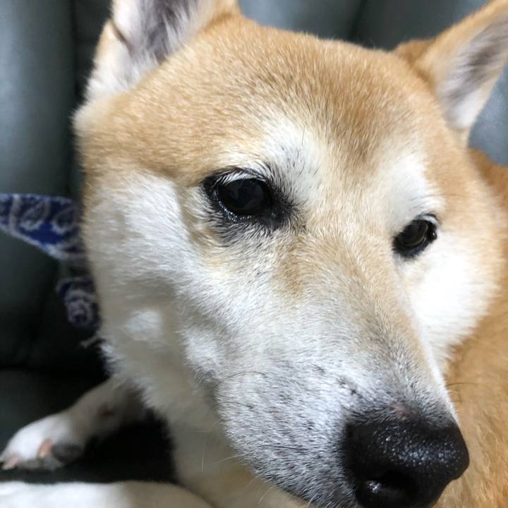 C3ebb819 717f 49e0 9d0d 2ba88c754708 1599350211866