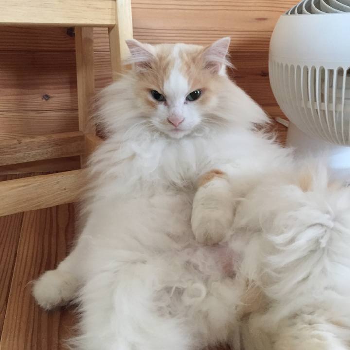 C3eee88c 27ce 4199 b957 8751fc4ed054 1621466286552