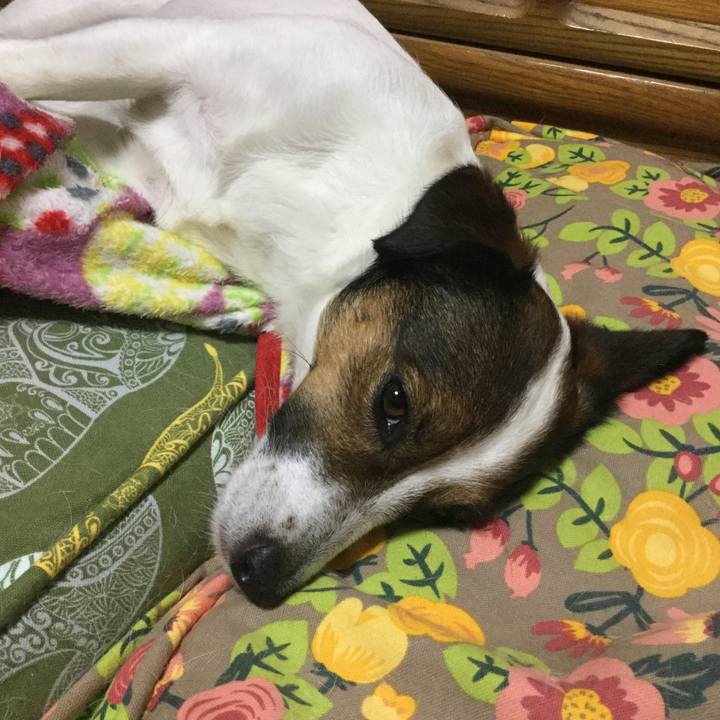 C3f13ce5 d2c0 49b5 99e8 92b41350329a 1531569264801