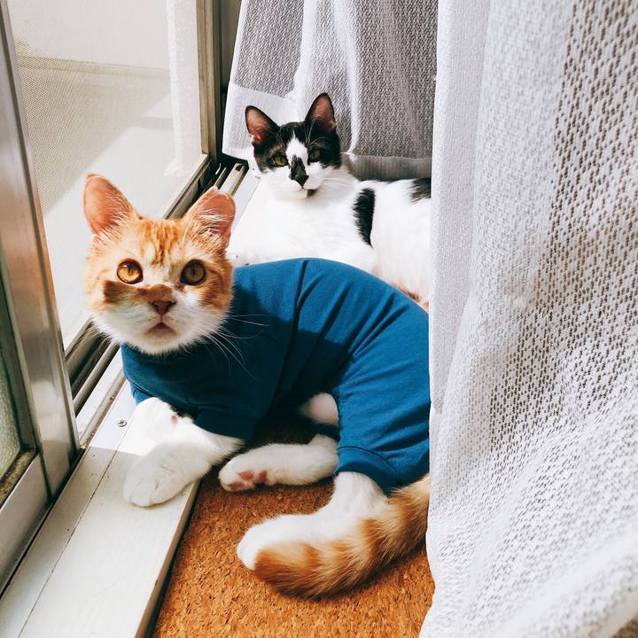 C3f157bc 7335 479a acff dd71fcd183fc 1525571151024