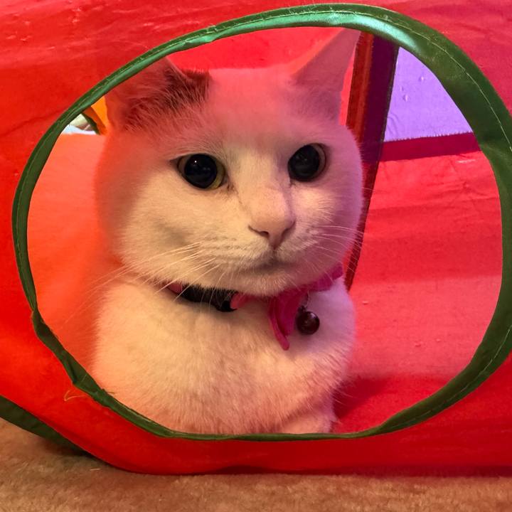 C3f1b38c d0e7 48c1 97b0 41cd198bcc26 1765372846521