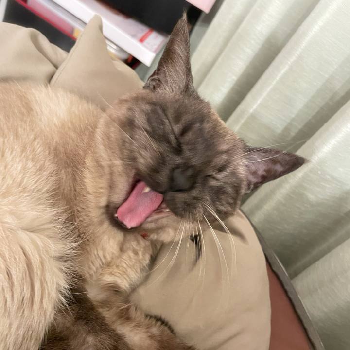 C3f212c0 ded0 4a41 a059 47c10d059124 1775209685994