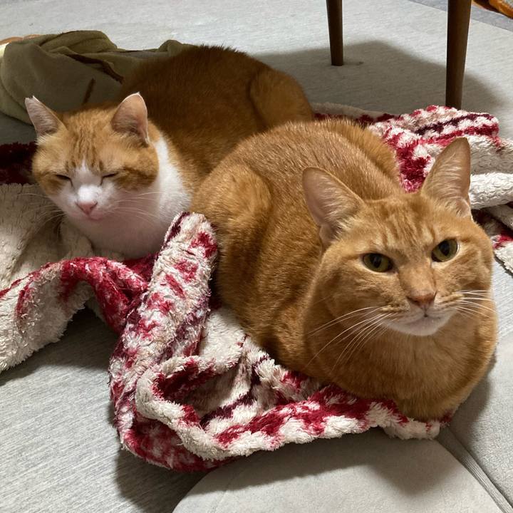 C3f40416 cd8b 43ff bbae faf8d23c978b 1765926007807