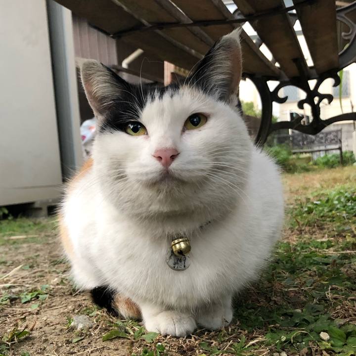 C3f41f55 71d4 43e6 899f dfe515210c00 1607553136283