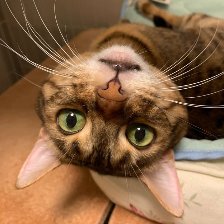 C402cf6f 7b44 47dc 89c9 df4ec377de37 1597791094287