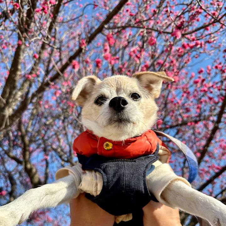 C40354c8 24ba 4fe3 87a2 ad910a3e3cea 1768550532374