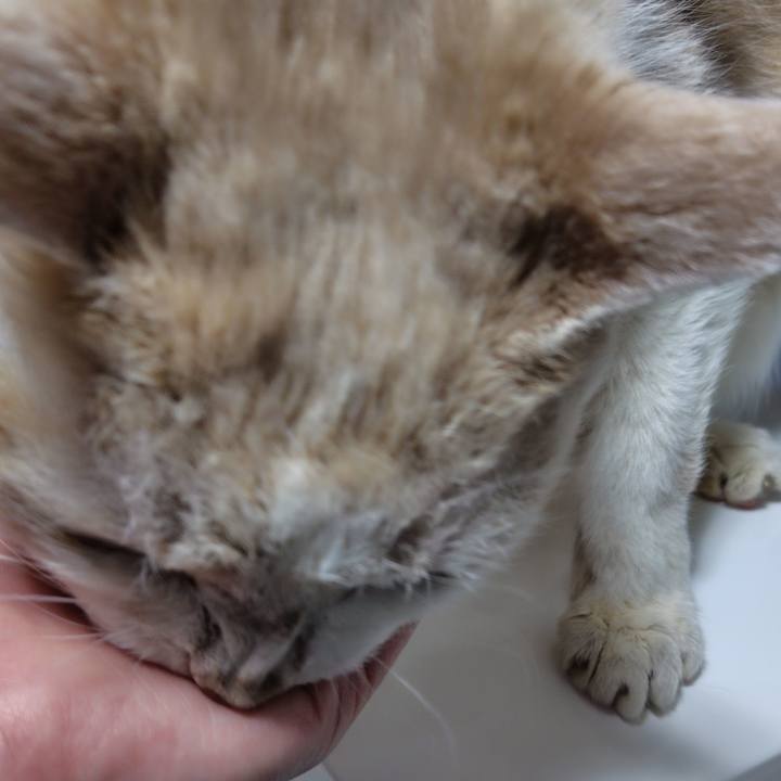 C4036228 d1d1 447f 9071 fc8cf2889acf 1767779539969