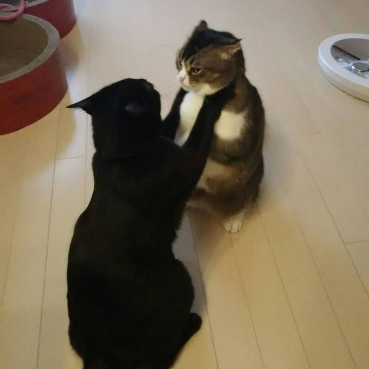 C404bc6f 7e4f 47c6 967e 6be6c3612d80 1522907398587