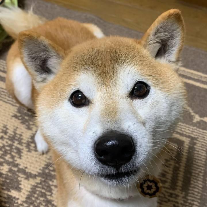 C4071f08 2263 4a53 b73d f7aadfae326b 1609589534387