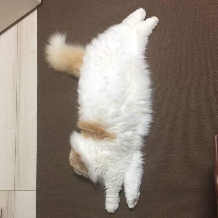 C4099937 186f 435a b125 dcfac701494e 1587118241438