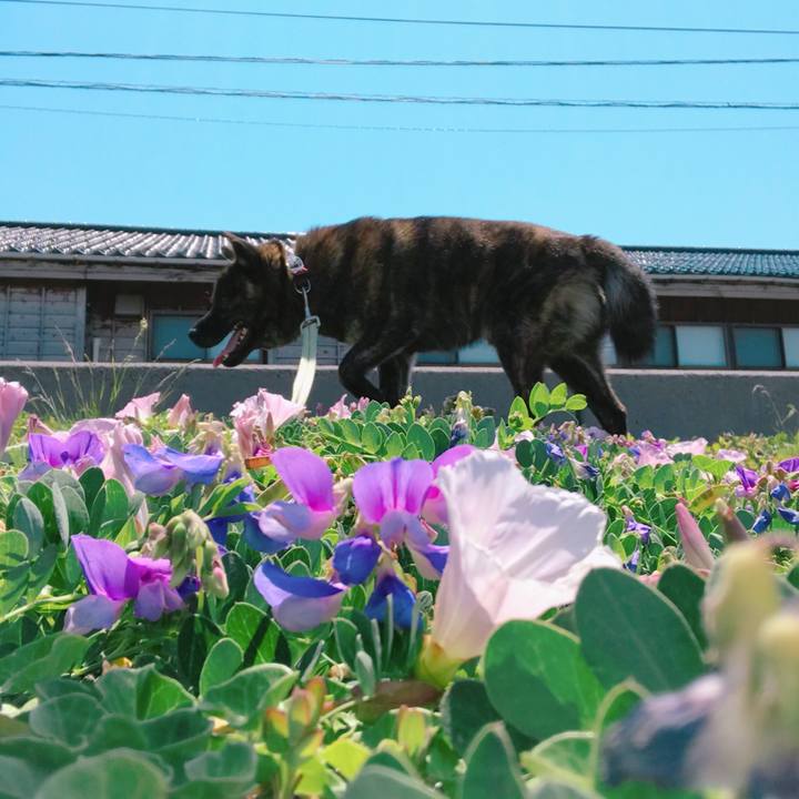 C40a40d9 935e 4ccc bfe1 532e0f7b33e9 1527997431214