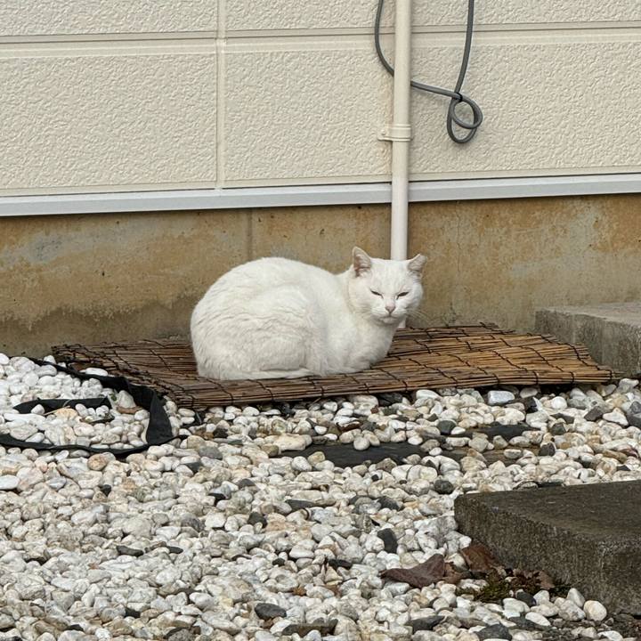 C40fbba6 23e6 40ea 8981 ad8ddfe9a636 1764212708360