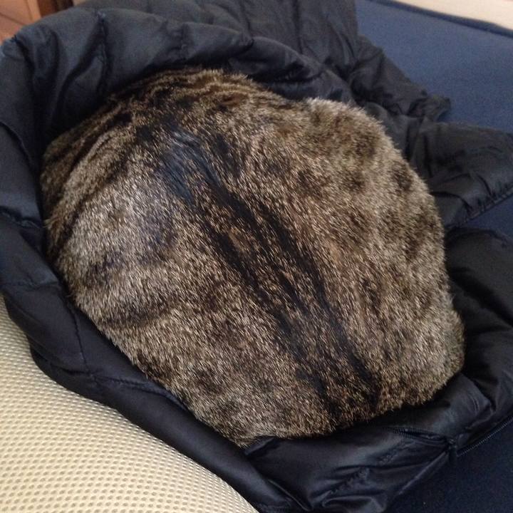 C41238eb e72f 4326 9b29 182014a0717d 1511753237712