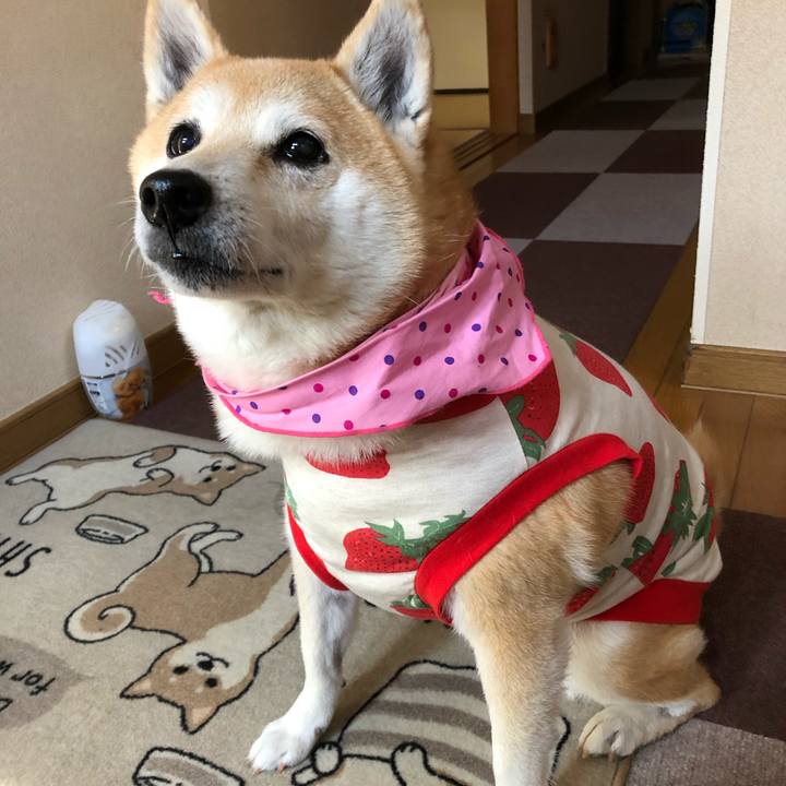 C4146dc2 9bc5 48c0 9fcf 9bf320ca9c45 1605145819773