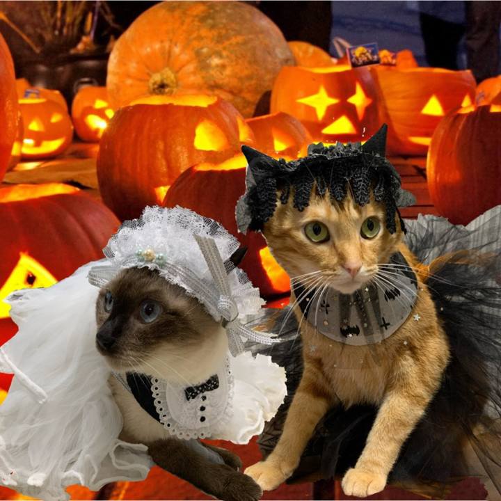 C41e7ed7 d485 4cb5 839a fbf95f3e6a01 1572516512405