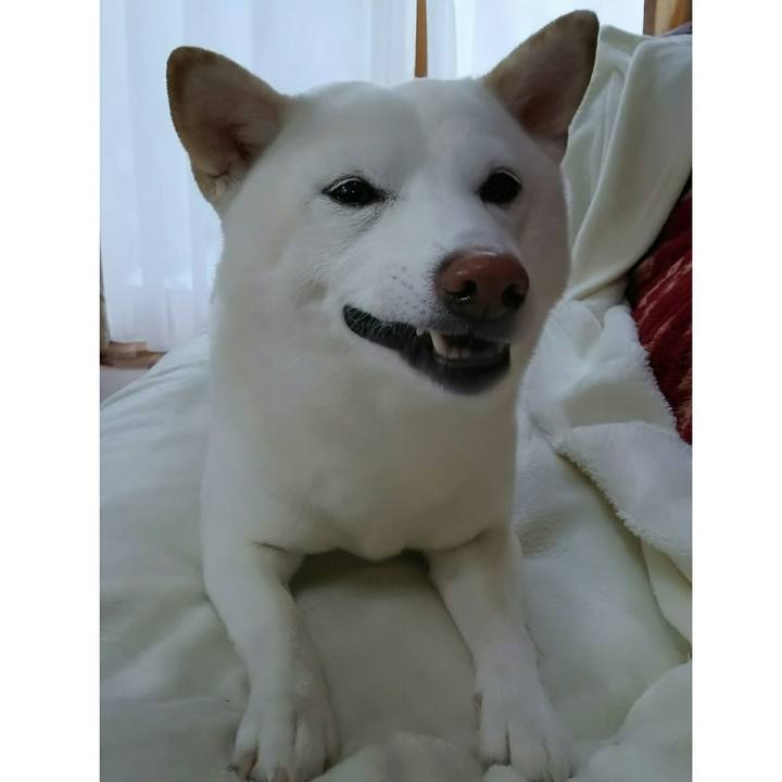 C421c31b 6e35 4ccc 8d54 e9701be5cdae 1518221051961