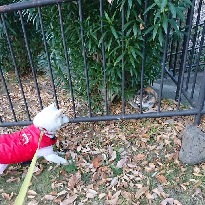 C4232181 87ea 4fad b832 fab8a3b6e1c1 1513997168650