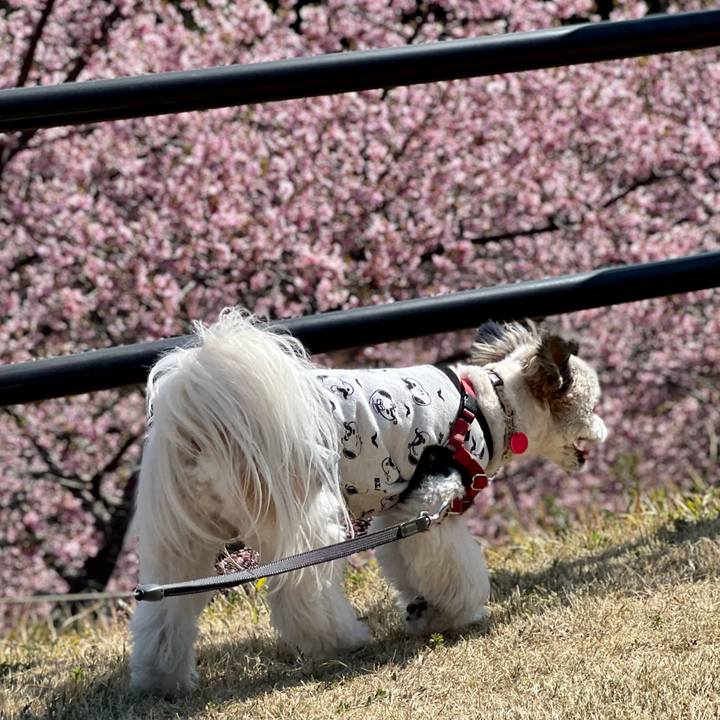 C424d2e4 6f01 404c ab07 d5c2cf1831a5 1647160360796