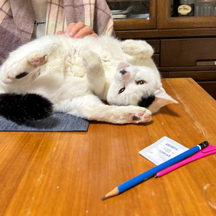 C424ff13 b98c 43ac bbf5 58c8ba5d89e2 1741219550426