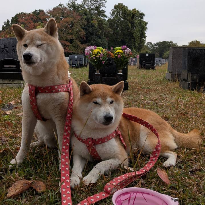 C42b8fdf 9283 4293 8d36 345ed7eaced0 1762678725033