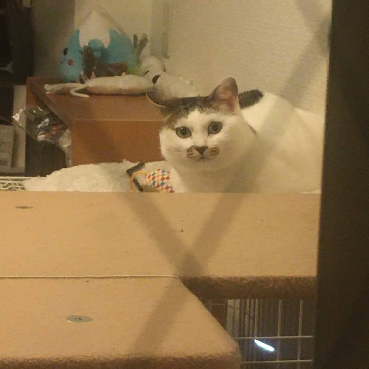 C42c1551 68ce 4076 b23b 68d2a23e4384 1586175115909