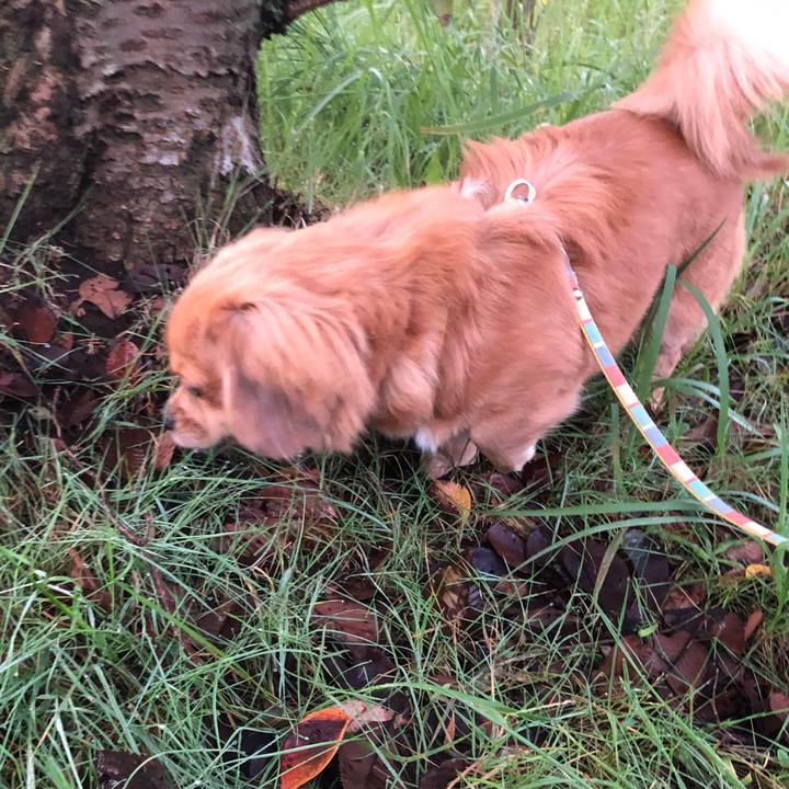 C42d327c 593c 4390 8656 e4a651722652 1508968091640